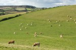 Cattle grazing in the valley 