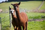 William & George the alpacas