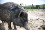 Piglet