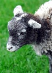 Spring lamb