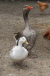 Gordon the goose