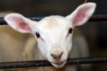 Spring lamb
