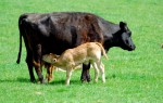 Feeding time