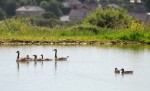 Wild Canadian Geese and babies on the lakes 
