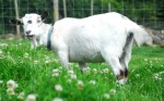 Milly (RIP)