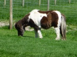 Tufty