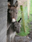 Holly the baby donkey born just before Christmas 2012 