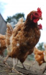 Fresh farm eggs available!