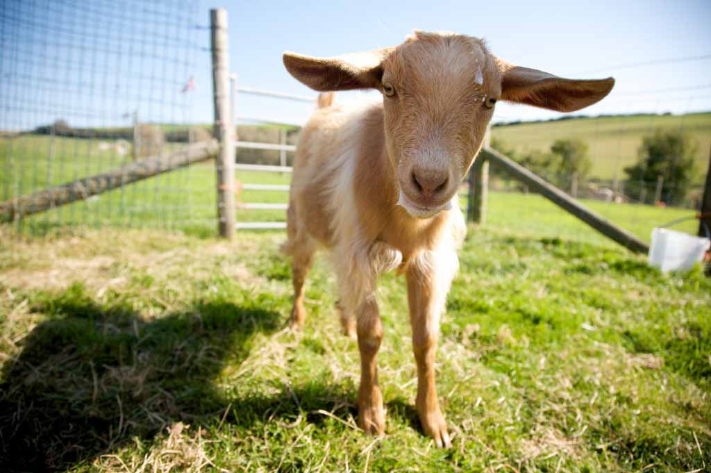 Girl feeding a goat