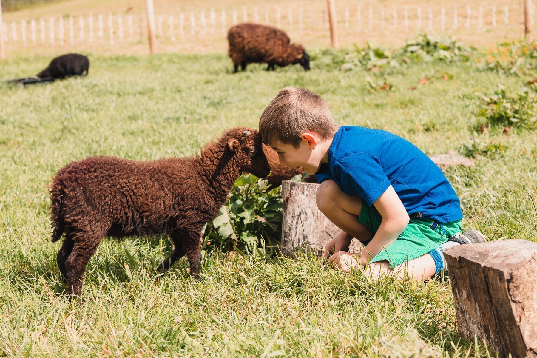 Family Portraits with Animal Friends