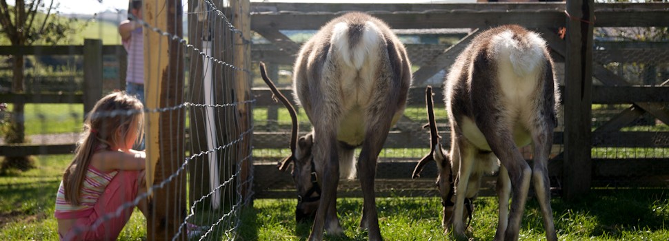 Reindeer