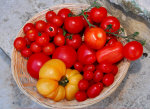 Tomatoes