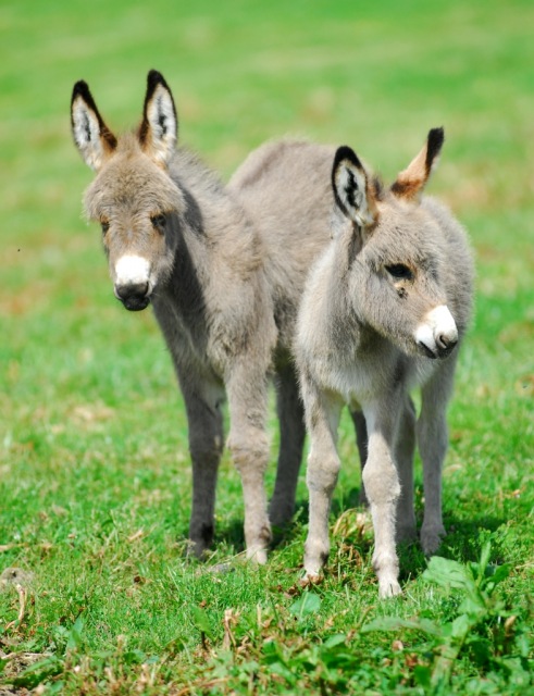 Baby donkeys