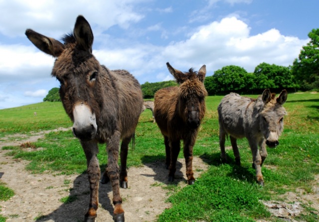 The donkeys 