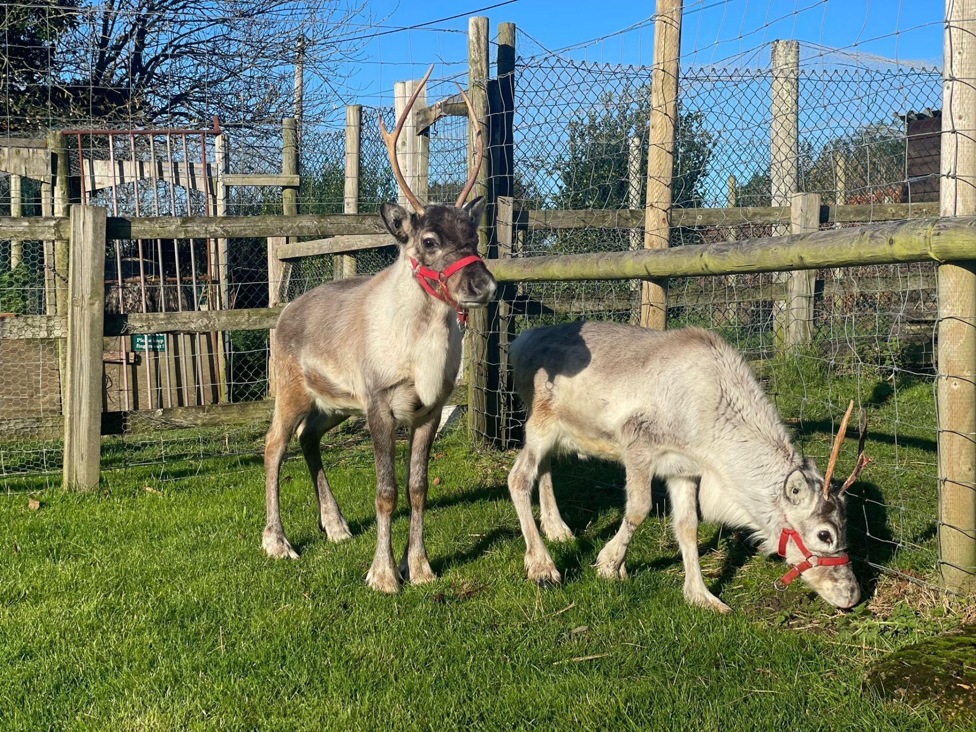 An Early Christmas Present for the Farm